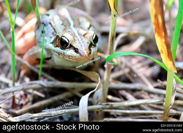Background of a woodfrog sitting in the tall grass