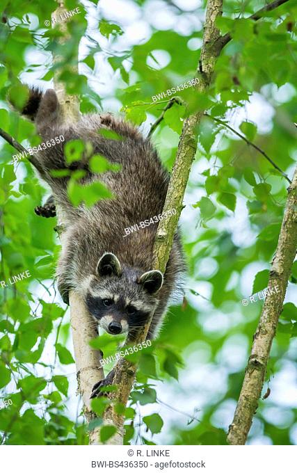 common raccoon (Procyon lotor), climbing on a tree, Germany