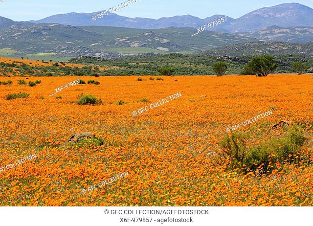 Carpet of spring flowers in Skilpad Nature Reserve near Kamieskron, Namaqualand, South Africa