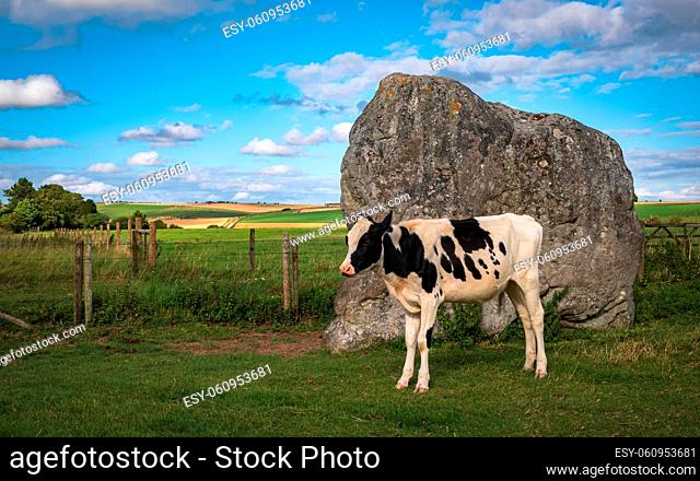 cows grazing near Prehistoric Standing Stones at Avebury in Wiltshire England united kingdom