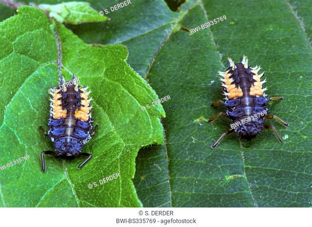 multicoloured Asian beetle (Harmonia axyridis), two larvae, Germany, North Rhine-Westphalia, Bergisches Land