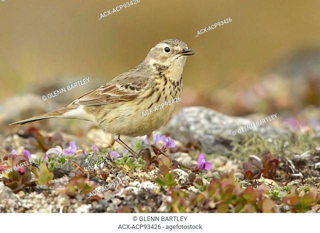 American Pipit (Anthus rubescens) perched on the tundra in Nome, Alaska