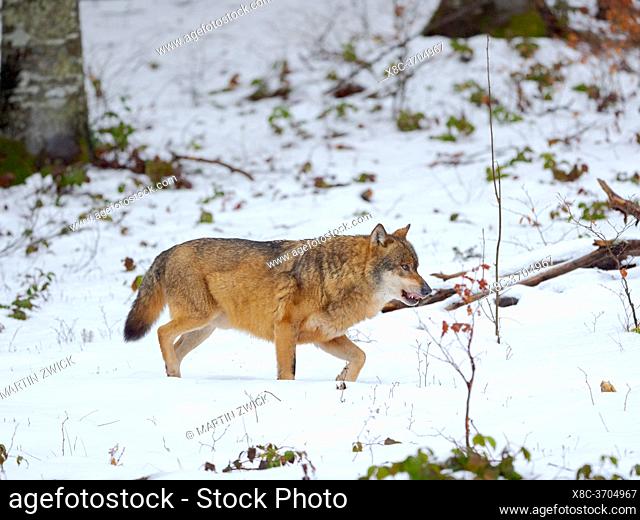 Eurasian wolf (Canis lupus) during winter in the National Park Bavarian Forest (Bayerischer Wald), Enclosure. Europe, Germany, Bavaria