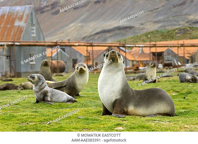 Antarctic Fur Seals (Arctocephalus gazella) females and pups at home in old abandoned whaling station full of delapidated buildings, pipes