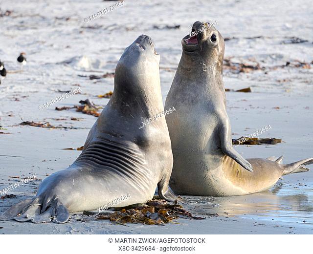 Southern elephant seal (Mirounga leonina) after harem and breeding season. Young bulls fighting and establishing pecking order