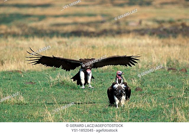 Lappet Faced Vulture, torgos tracheliotus, Adult in Flight, Landing, Masai Mara Park in Kenya