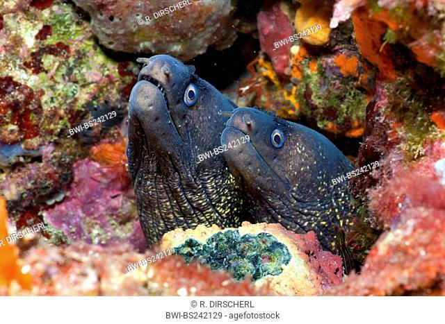 Mediterranean moray, European moray (Muraena helena), two individuals between rocks, Spain, Tamariu