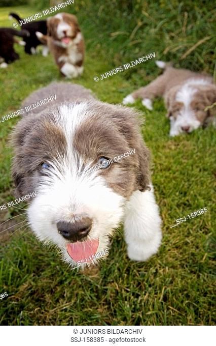 Bearded Collie dog - puppy - portrait