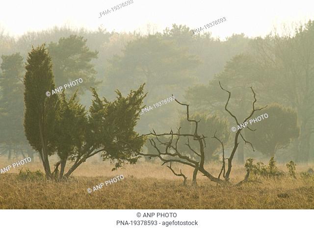 common juniper Juniperus communis - National Park Dwingelderveld, Dwingeloo, Drenthe, The Netherlands, Holland, Europe