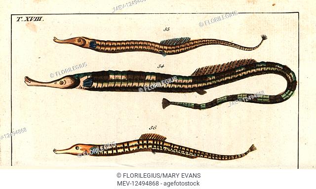 Greater pipefish, Syngnathus acus 54, and Sargassum pipefish, Syngnathus pelagicus 55, 56. Handcolored copperplate engraving from Gottlieb Tobias Wilhelm's...