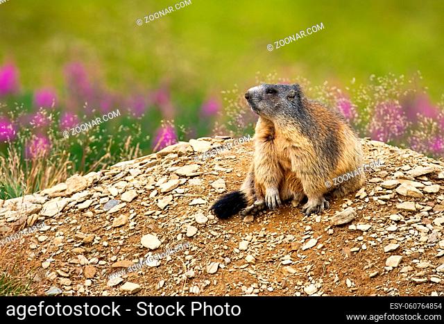 Cute alpine marmot, marmota marmota, sitting on a heap of stones near den and looking aside. Adorable mountain animal in natural environment of High Tatras...