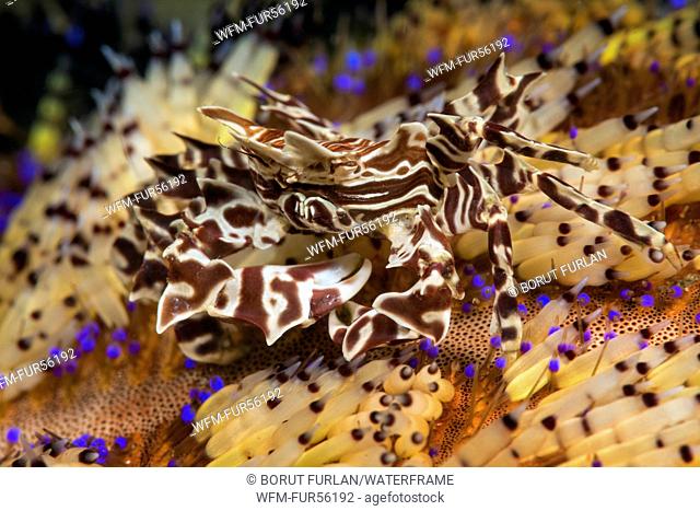 Zebra Crab on Fire Sea Urchin, Zebrida adamsii, Lembeh Strait, North Sulawesi, Indonesia