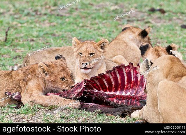Africa, Kenya, Lions eating common tsessebe at Maasai Mara National Reserve