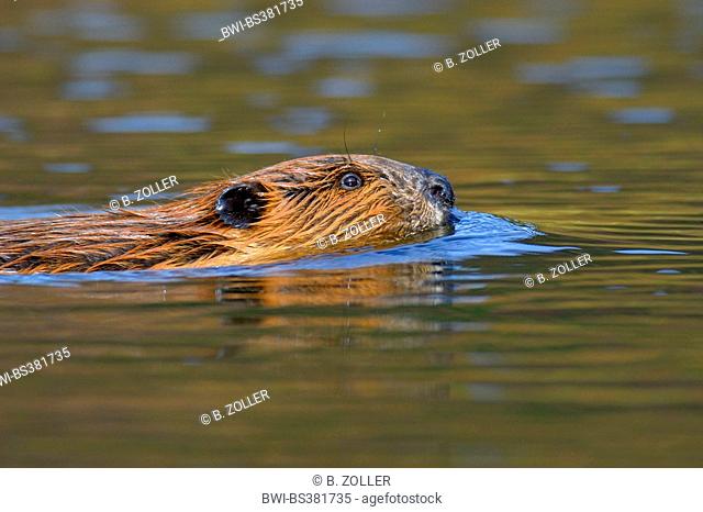 North American beaver, Canadian beaver (Castor canadensis), swimming beaver, USA, Alaska, Denali Nationalpark