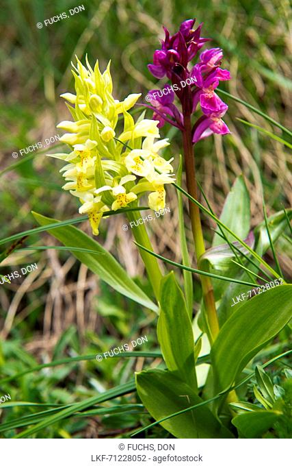 Alpine orchids in the Circ de Colomers, Parc National d'Aigüestortes i Estany de Sant Maurici