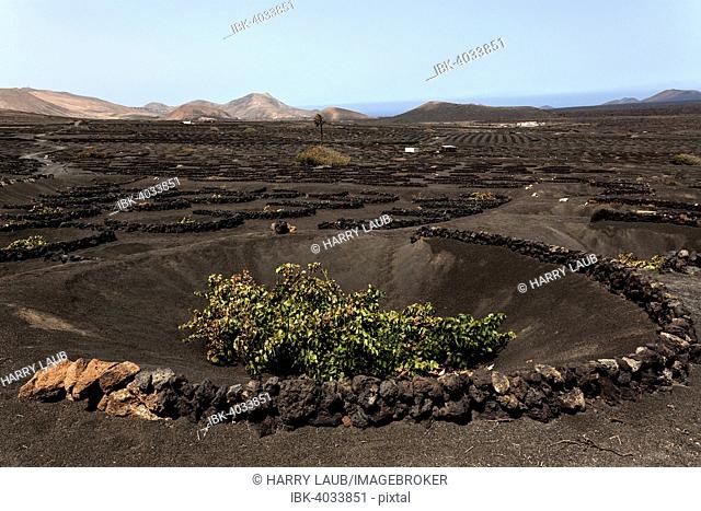 Typical vineyards in dry cultivation in volcanic ash, lava, vine, vineyard La Geria, Lanzarote, Canary Islands, Spain