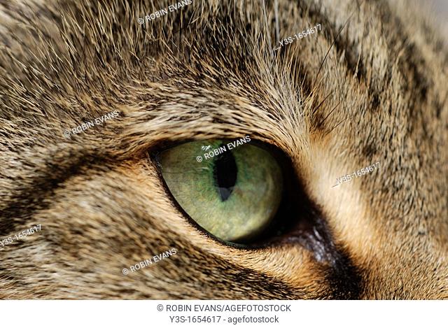Closeup of a cat's eye