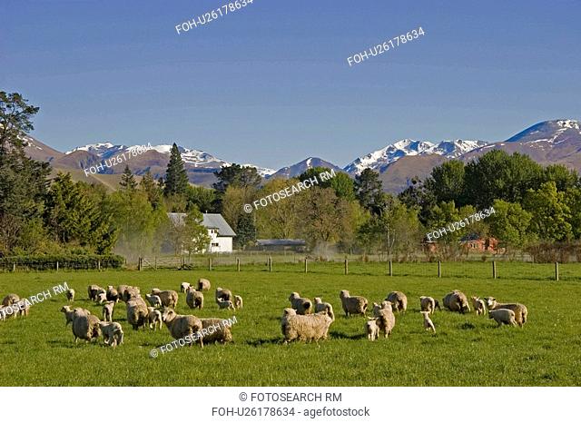 grazing sheep failie south canterbury fairlie 5