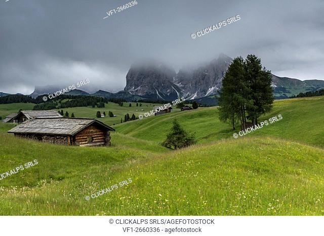 Alpe di Siusi/Seiser Alm, Dolomites, South Tyrol, Italy. View from the Alpe di Siusi to the peaks of Sella, Sassolungo/Langkofel and Sassopiatto/Plattkofel