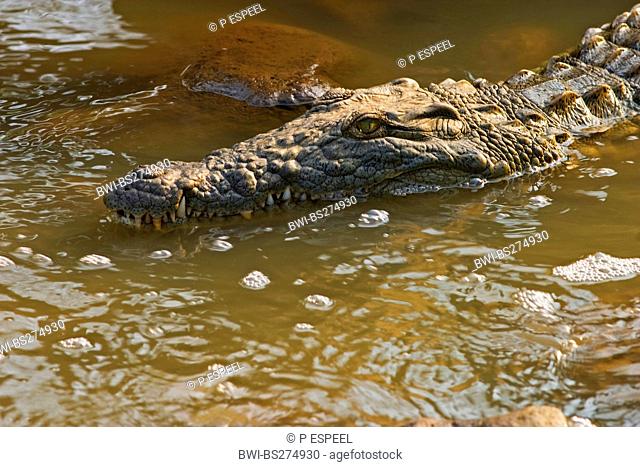 Nile crocodile Crocodylus niloticus, in river, South Africa, Kwazulu-Natal, Ndumo Game Reserve