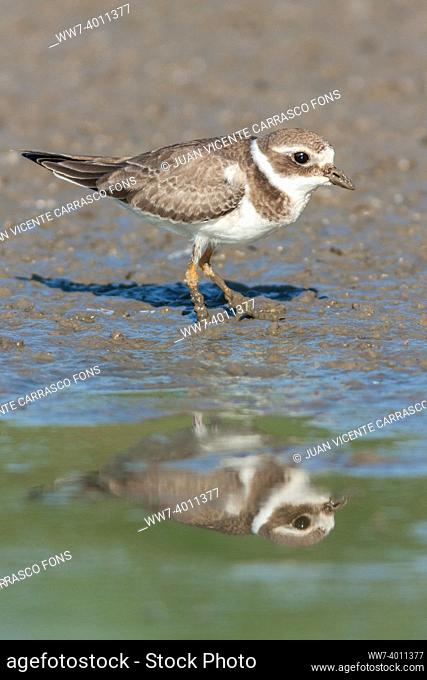 Little Ringed Plover, Charadrius dubius. Juvenile reflected at shore, Valencia, Spain