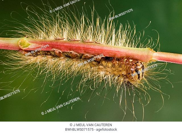 gipsy moth Lymantria dispar, caterpillar in back light