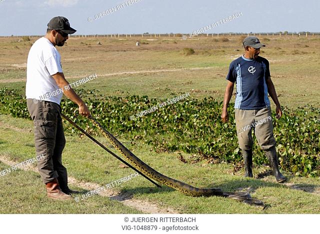 two men are catching an anaconda, Eunectes murinus, snake, LOS LLANOS, Venezuela, South America, America - LOS LLANOS, ESTADO DE APURE, VENEZUELA, 10/03/2008