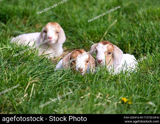 14 April 2020, Brandenburg, Doberlug-Kirchhain: Three young goats lie in the grass. Photo: Soeren Stache/dpa-Zentralbild/ZB