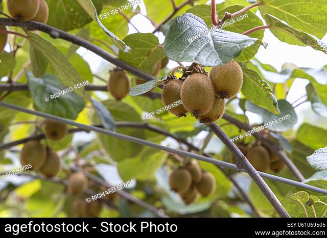 Orchard with kiwi in Marche, Central Italy