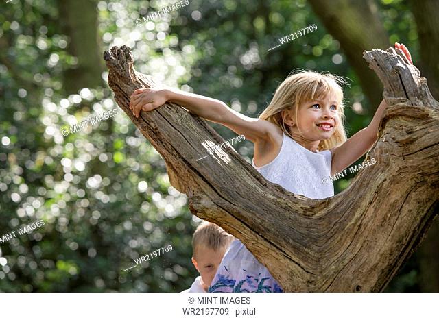 Young girl climbing a tree in a forest