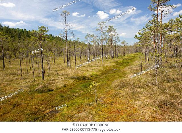 Scots Pine Pinus sylvestris woodland, invading bog habitat, Meenikunno Maastikukaitseala Reserve, Estonia, june