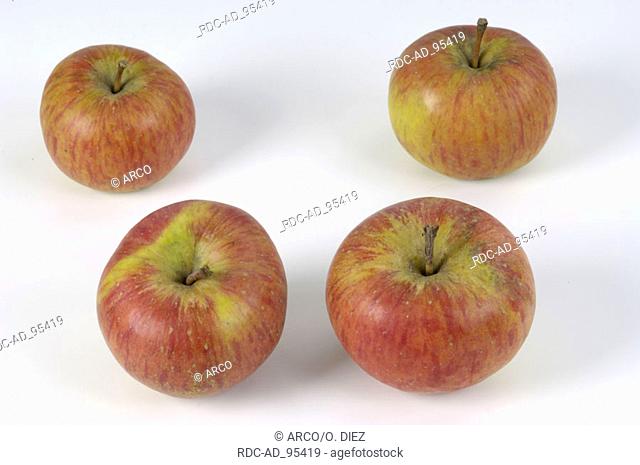 Apples 'Topaz' Malus domesticus indoor