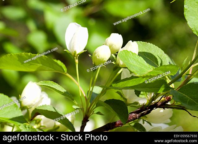 details of closed white buds of an apple tree in a spring garden, closeup