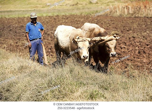 Farmer with ox in the field in Sacred Valley near Cusco, Peru, South America