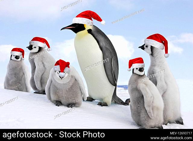 Emperor Penguin - adult with goup of chicks wearing Christmas hats, Snow hill island, Antarctica