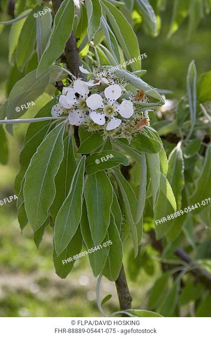 flower and leaf of Pyrus nivalis