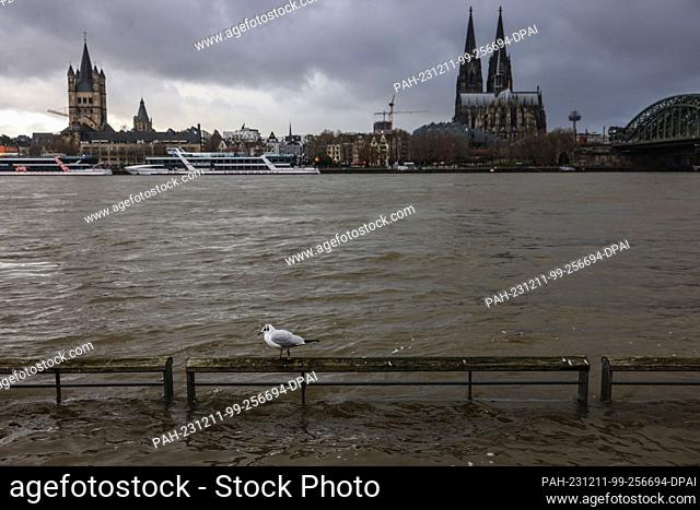 11 December 2023, North Rhine-Westphalia, Cologne: A seagull sits on a flooded railing on the banks of the Rhine. A combination of rain and thaw can become a...
