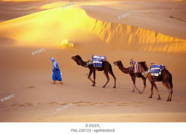 High angle view of person leading camels in desert