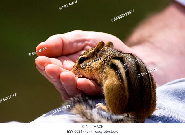 Chipmunk Eats out of Hand