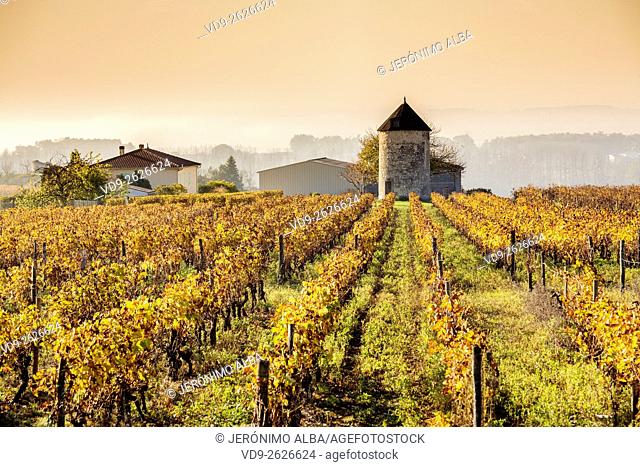 Vineyards of Cognac grapes, Charentes France