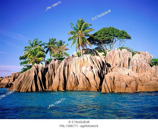 Palm trees on rocky coast, Seychelles