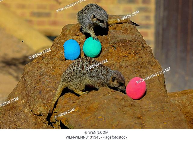 Meerkats (Suricata suricatta) joined in with the Easter fun by having an Easter egg hunt with hollowed out papier mache eggs filled with tasty fresh vegetables