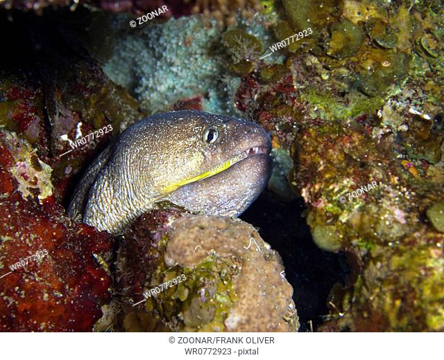 yellowmouth moray eel