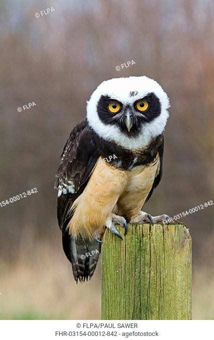 Spectacled Owl Pulsatrix perspicillata immature, standing on post captive