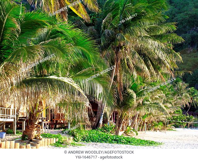 Palm trees line Sunset Beach on Ko Pha Ngan island Thailand