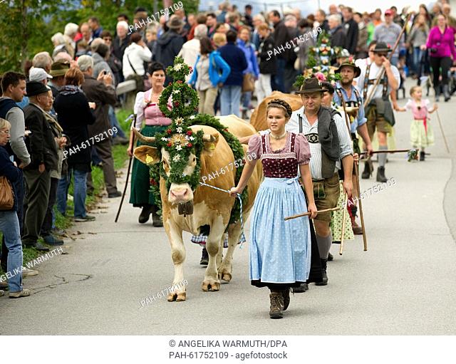 Farmers walk along with decorated cattle during the traditional driving down of cattle from the mountain pastures in Kruen, Germany, 19 September 2015