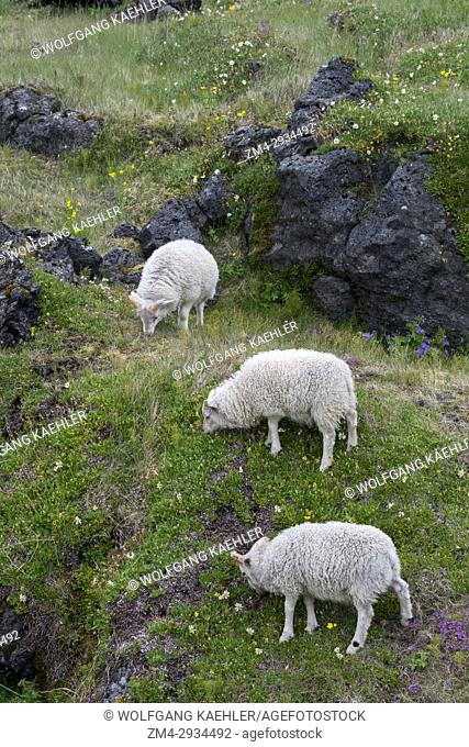 Sheep grazing in an old lava field overgrown with vegetation in Budir on the Snaefellsnes Peninsula in western Iceland