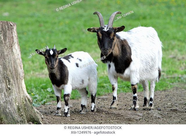 Domestic Goat, kid or young animal with mother, Germany