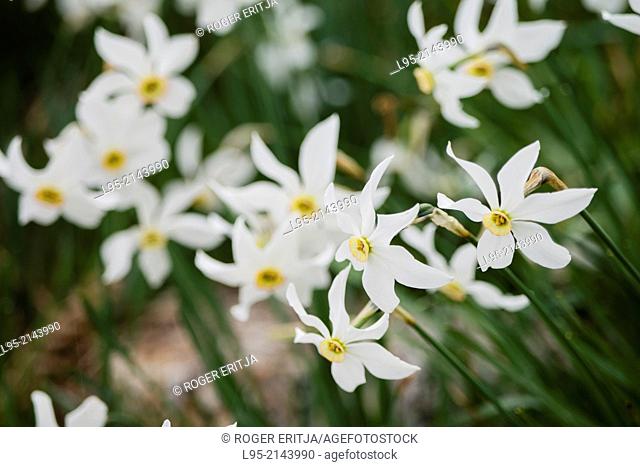 Poet's Daffodil (Narcissus poeticus) makes for large flowered gaps in spring, Montseny, Spain