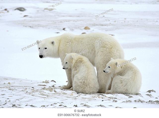 Polar she-bear with cubs. The polar she-bear with two kids on snow-covered coast
